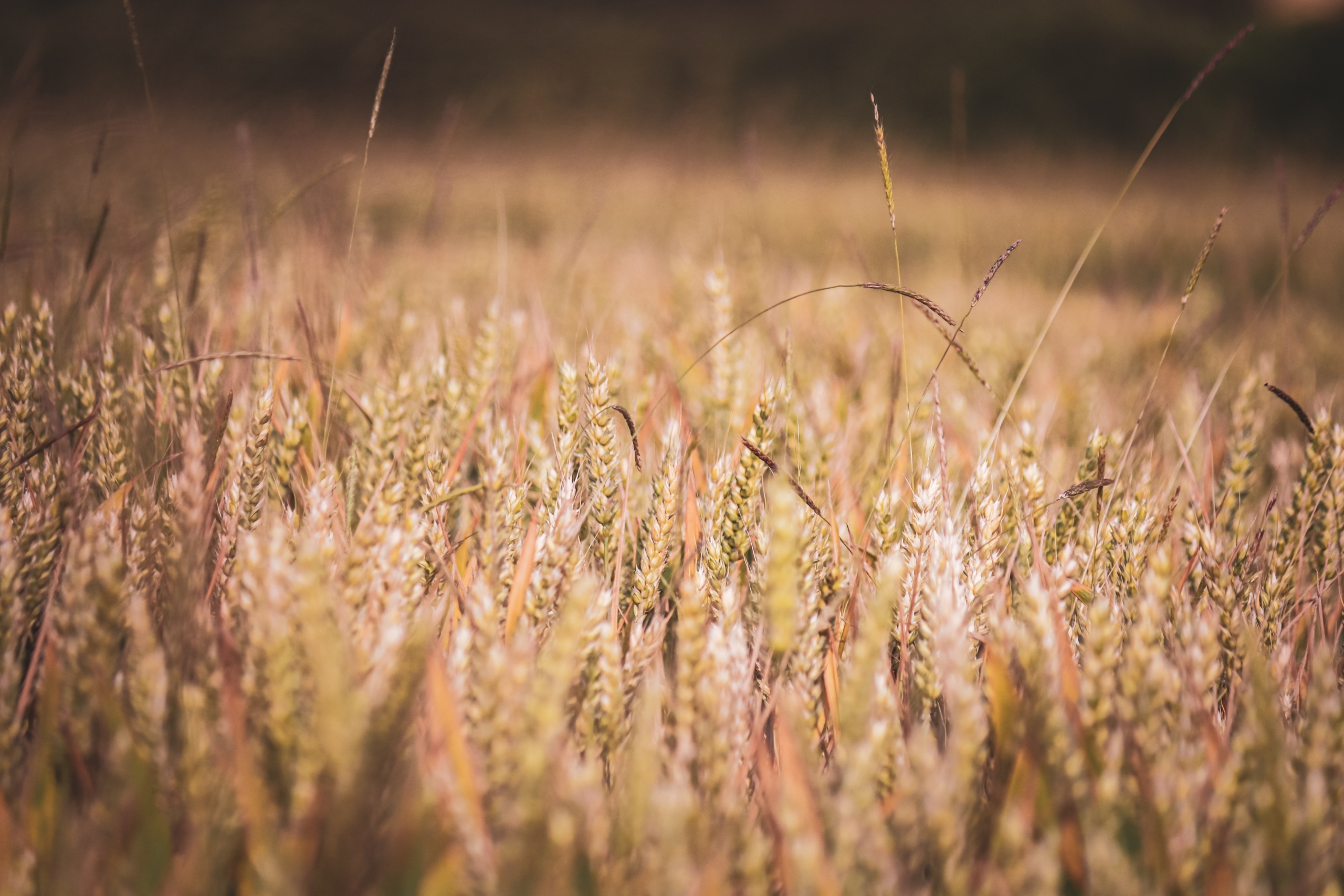 Unleashing Rural Opportunity